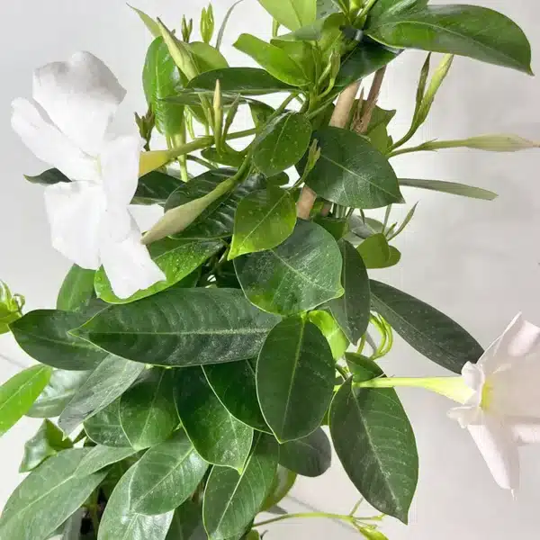 Dipladénia tipi blanc plante