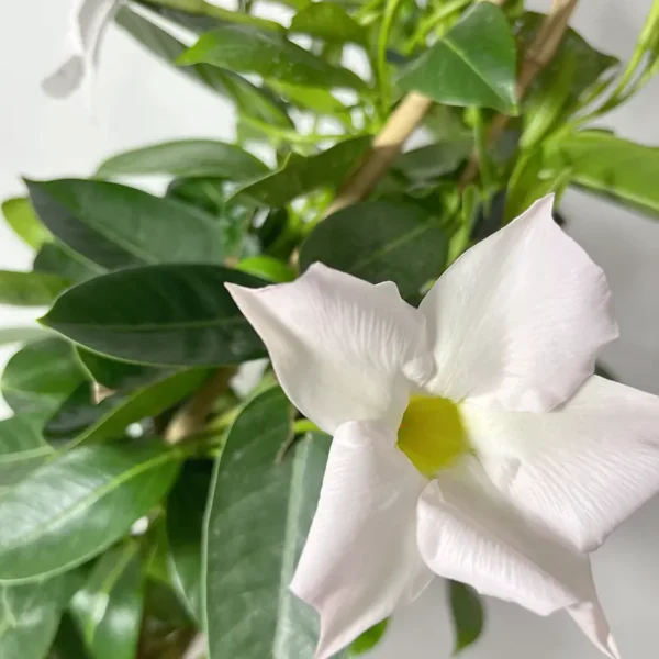 Dipladénia tipi blanc plante