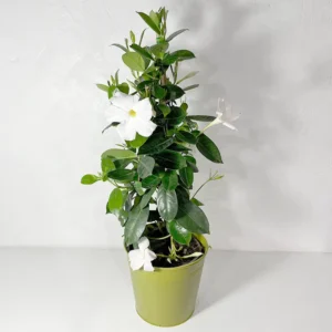Dipladénia tipi blanc plante