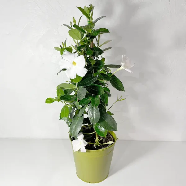 Dipladénia tipi blanc plante