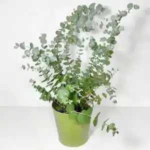 eucalyptus arbre à planter en pot