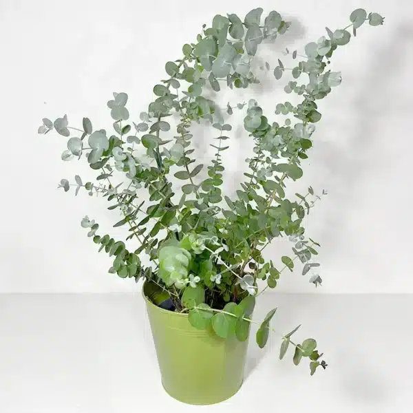 eucalyptus arbre à planter en pot