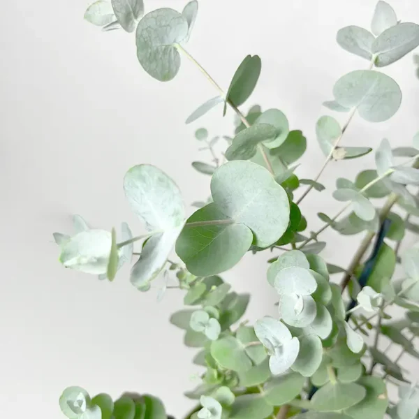 eucalyptus arbre à planter en pot