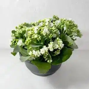 kalanchoe en coupe blanc plante en fleurs