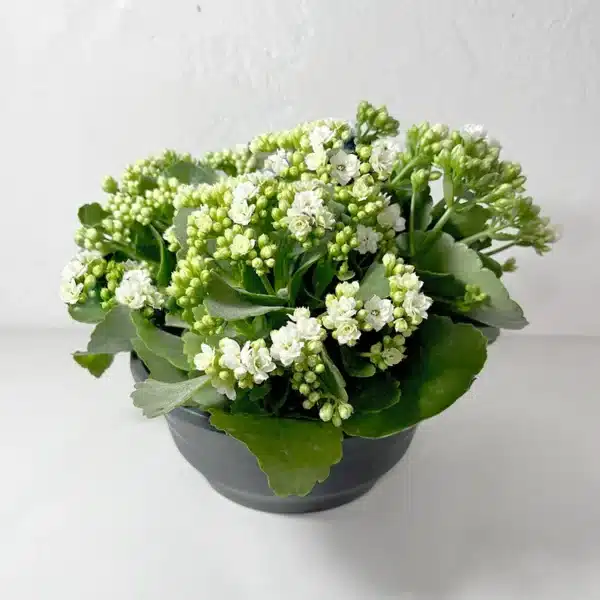 kalanchoe en coupe blanc plante en fleurs