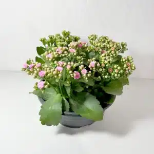 kalanchoe coupe rose plante