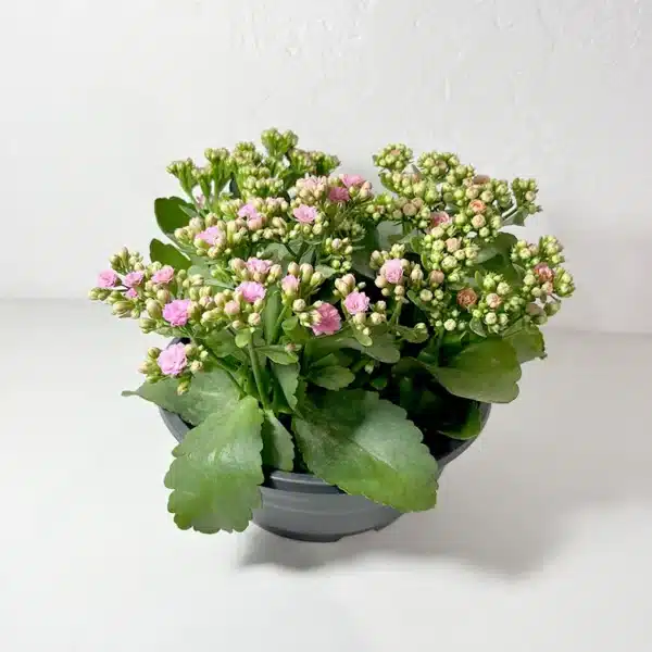 kalanchoe coupe rose plante