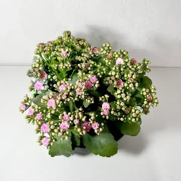 kalanchoe coupe rose plante