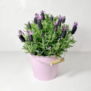 lavande papillon en pot