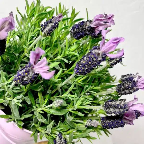 Lavande papillon - Plante d'extérieur – Image 2