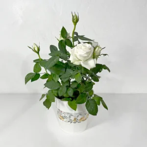 Rosier blanc plante d'extérieur en fleurs à livrer en France