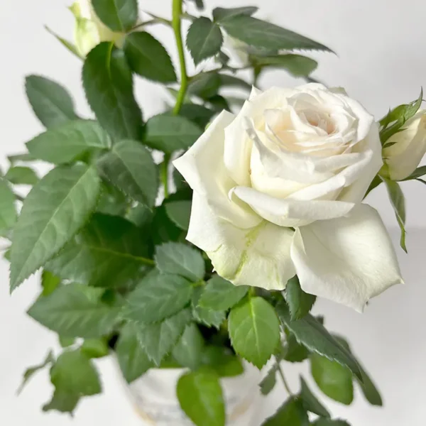 Rosier blanc plante d'extérieur en fleurs à livrer en France