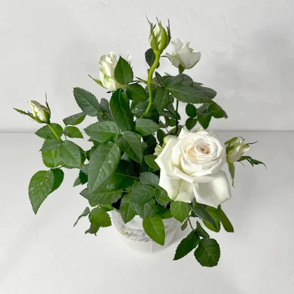 Rosier blanc plante d'extérieur en fleurs à livrer en France
