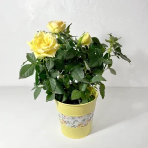 Rosier jaune plante d'extérieur en fleurs à livrer en France