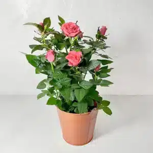 Rosier rose plante d'extérieur en fleurs à livrer en France