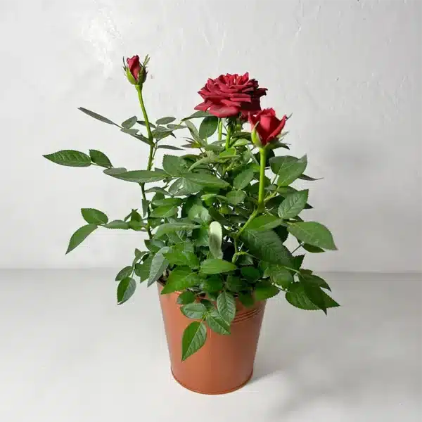 rosier rouge plante d'extérieur en fleurs