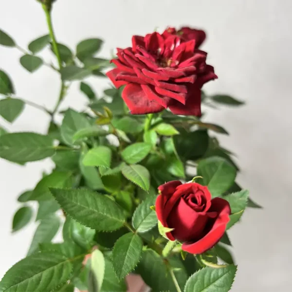 rosier rouge plante d'extérieur en fleurs