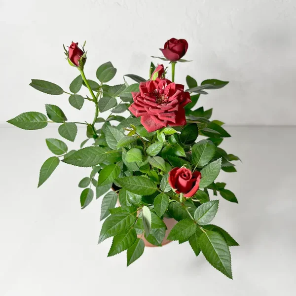 rosier rouge plante d'extérieur en fleurs